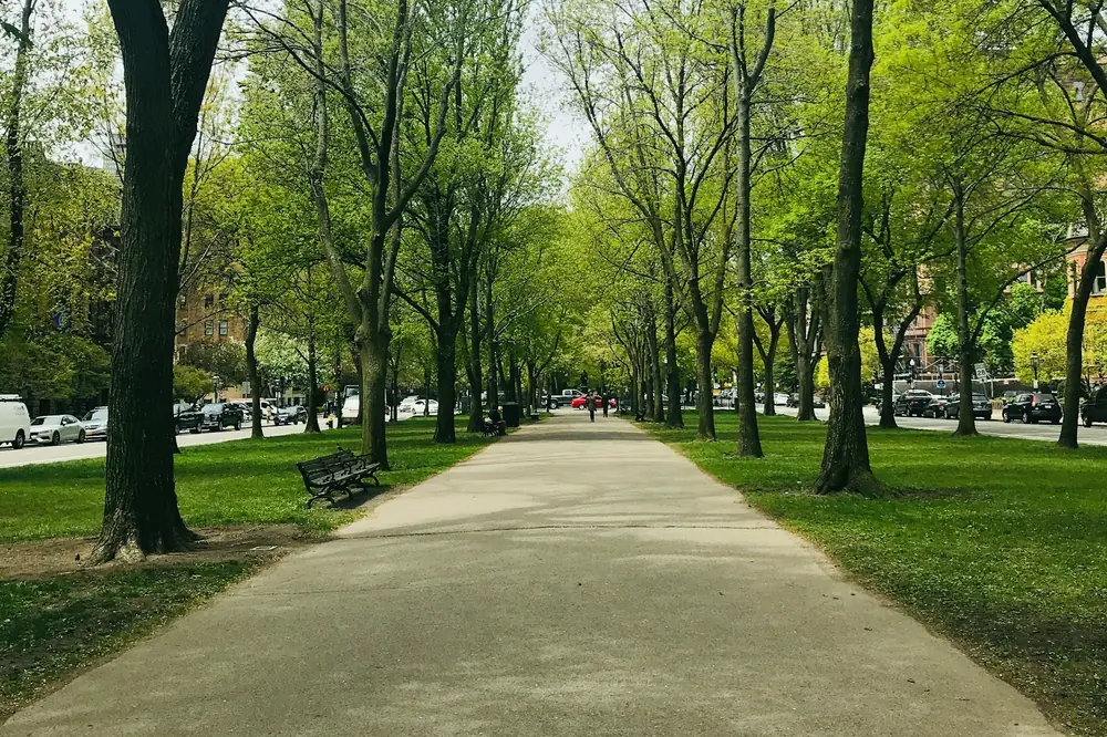 Allée bordée d’arbres sous une lumière douce