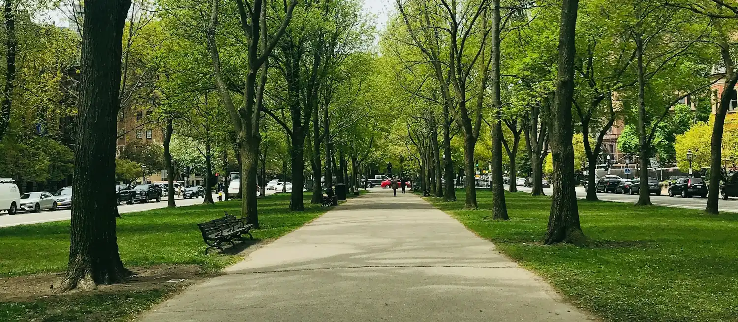 Allée bordée d’arbres sous une lumière douce