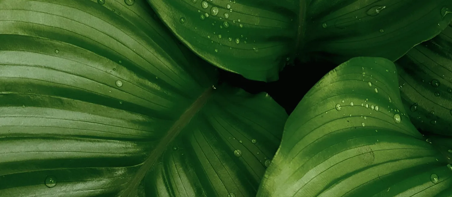Feuilles striées aux nervures bien marquées