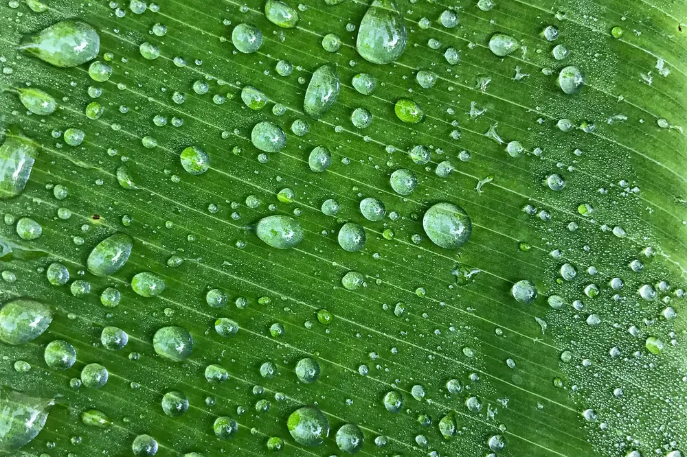 Gouttes de rosée sur une grande feuille verte