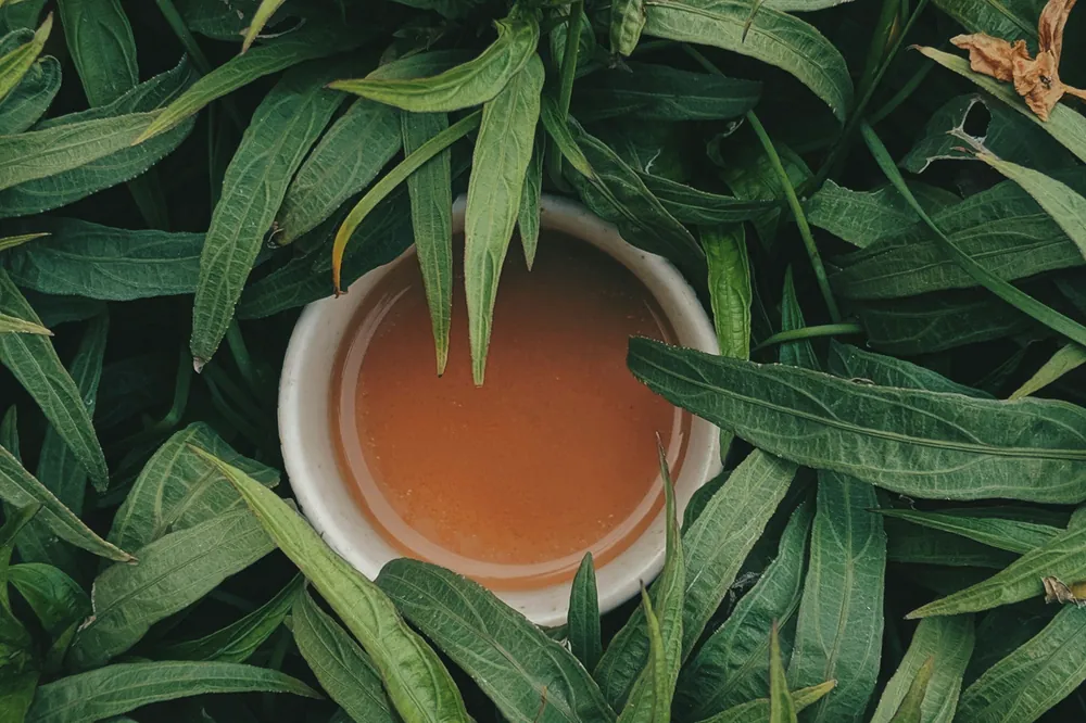 Tasse de thé posée au milieu de feuilles vertes